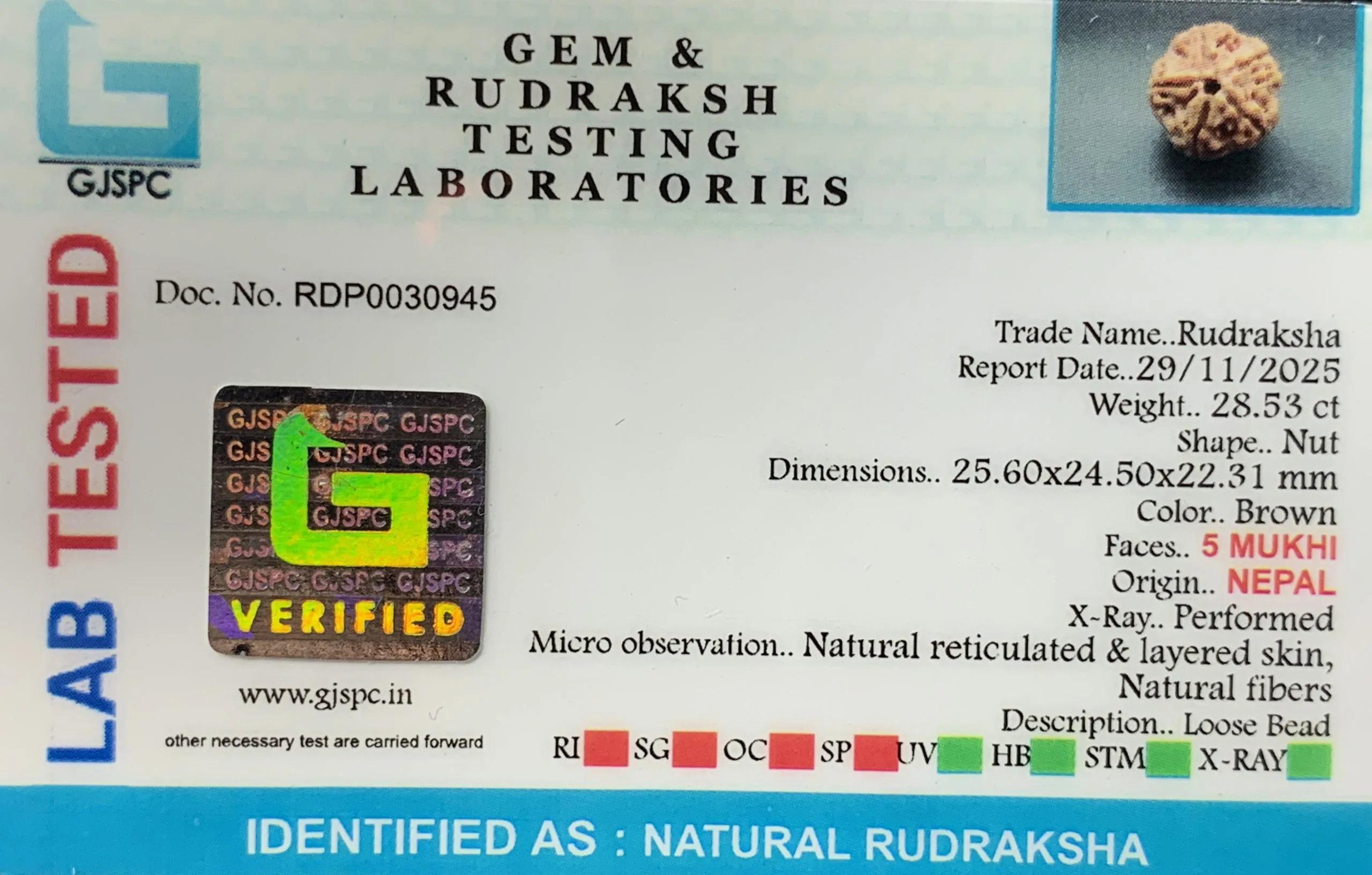 5 Mukhi Rudraksha (5.706g) view 2
