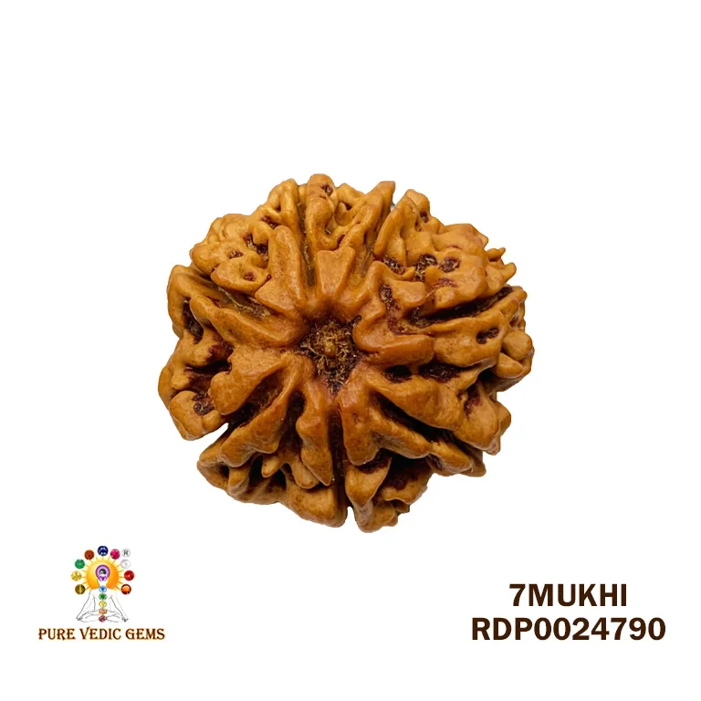 7 Mukhi Rudraksha (3.412g)