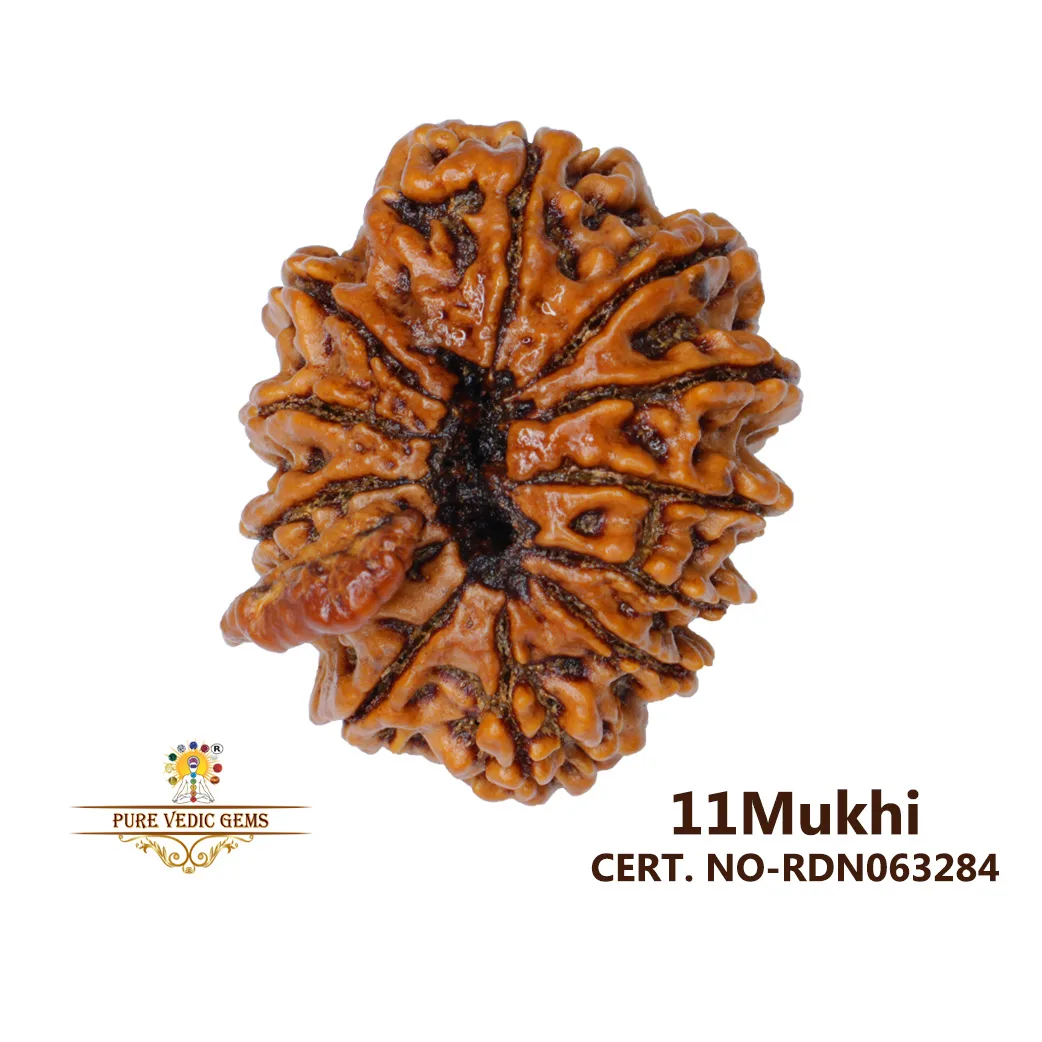 11 Mukhi Rudraksha (4.740g) view 2