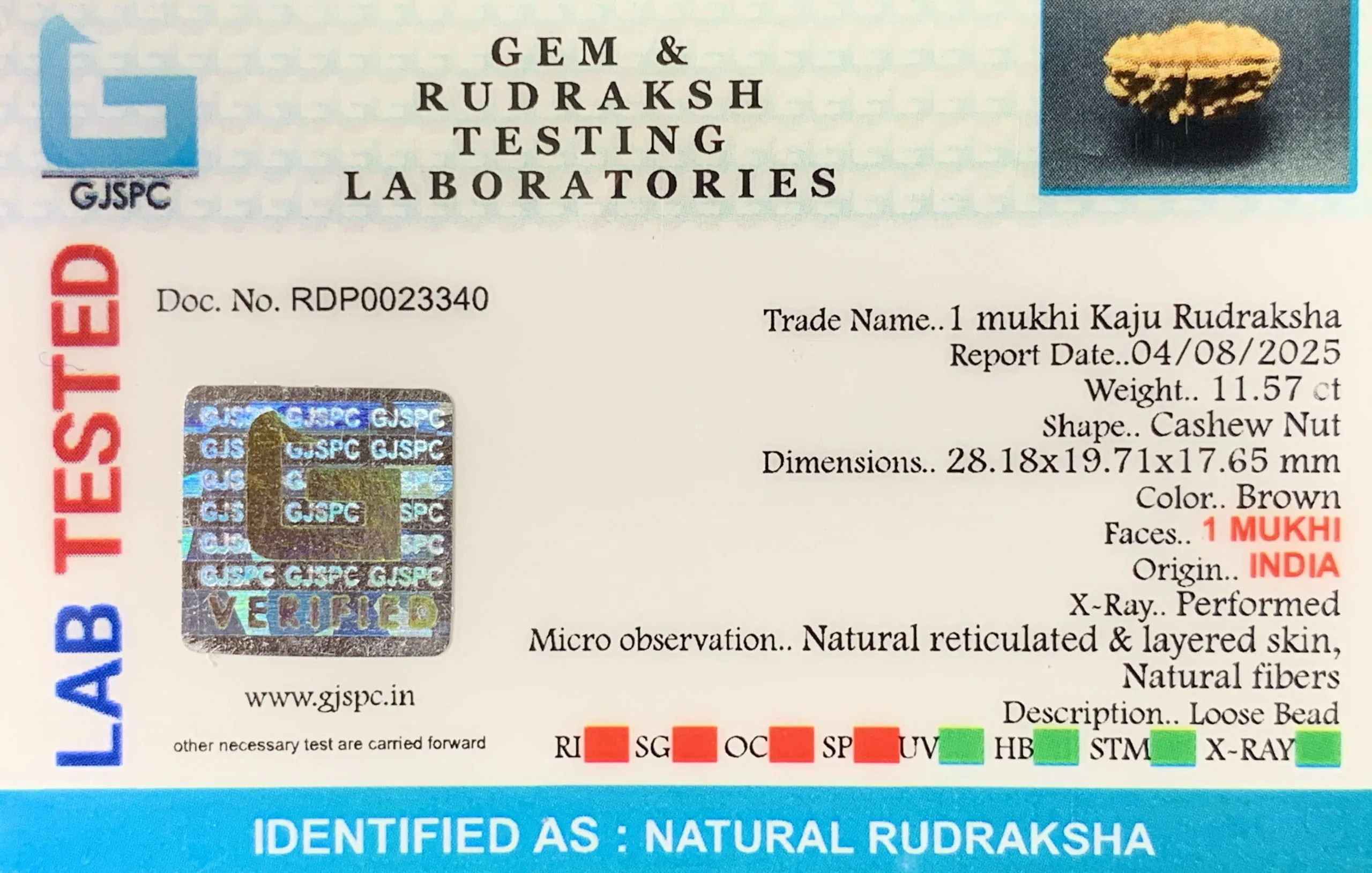 1 Mukhi Rudraksha (2.314g) view 2