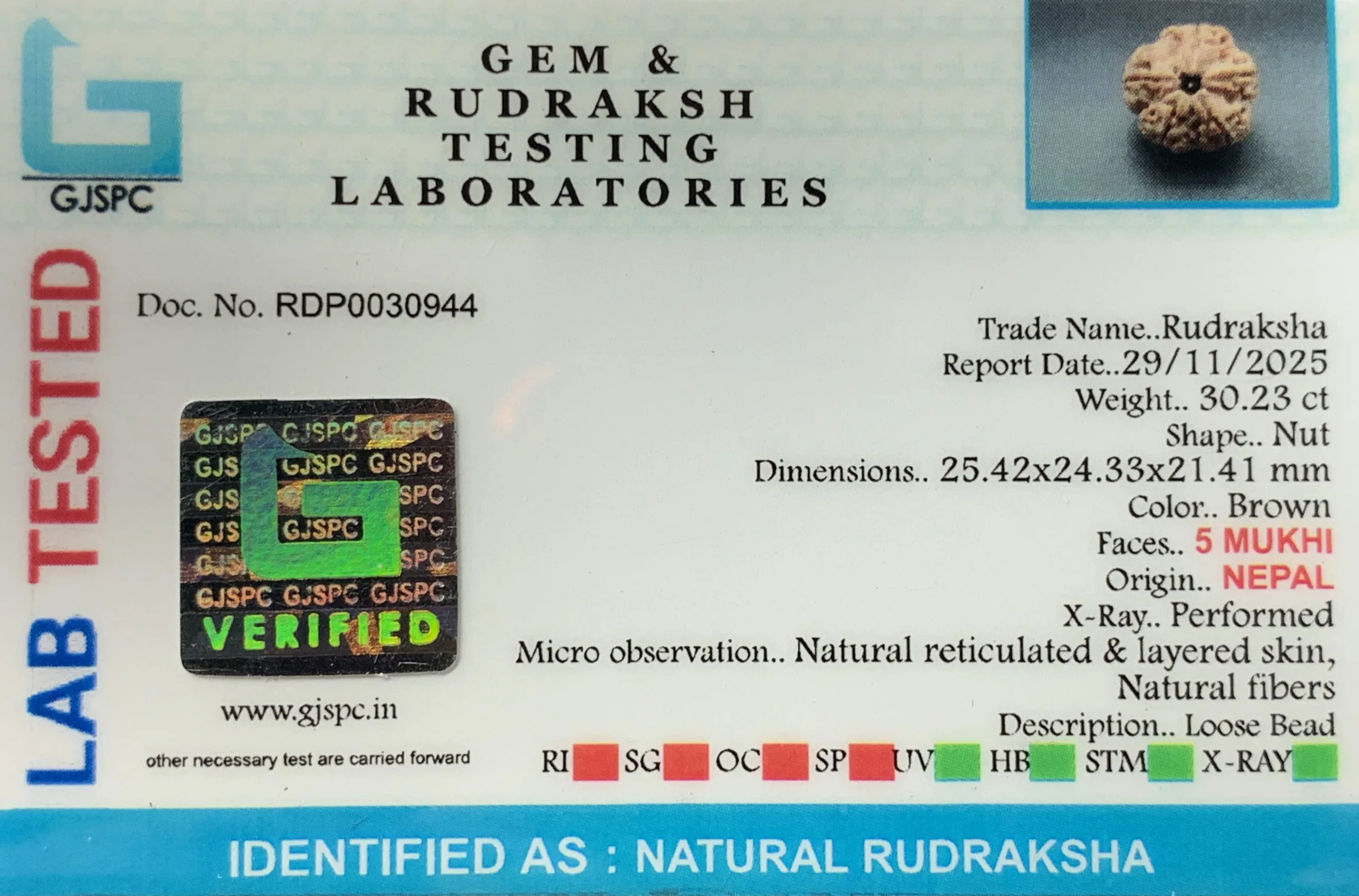 5 Mukhi Rudraksha (6.046g) view 2