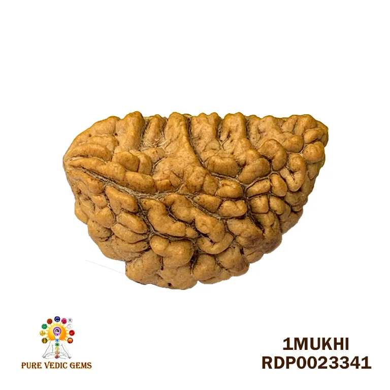 1 Mukhi Rudraksha (3.418g)