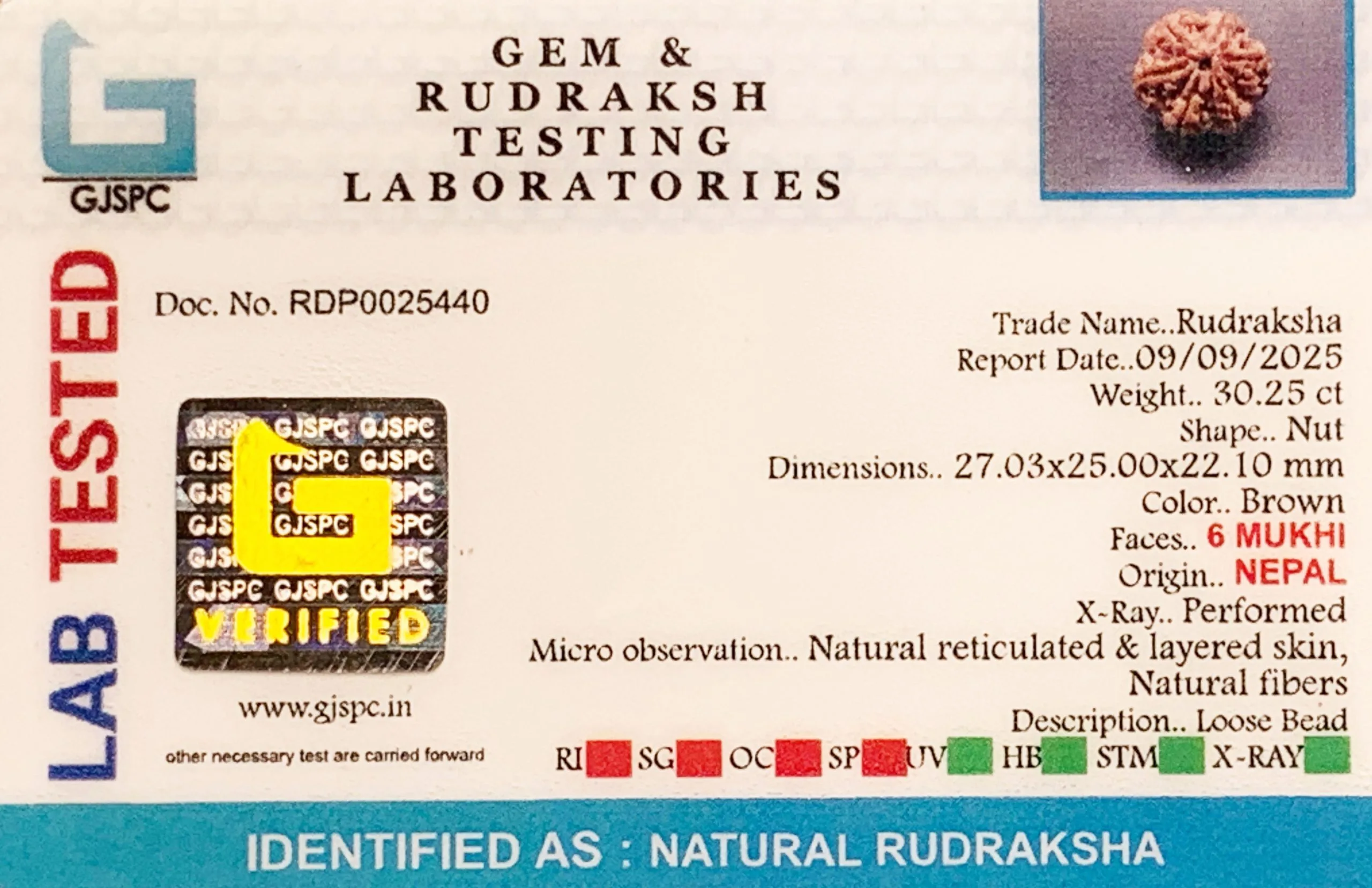 6 Mukhi Rudraksha (6.050g) view 2