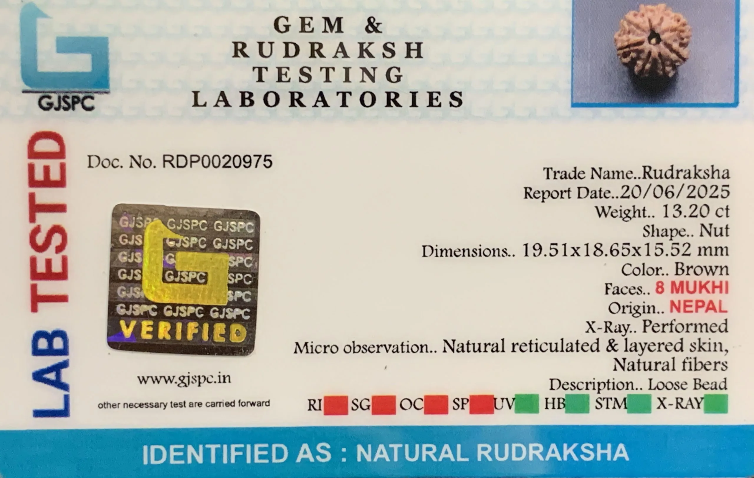 8 Mukhi Rudraksha (2.640mg) view 2
