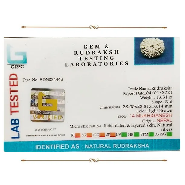 Ganesh Rudraksha (2.662g) view 2