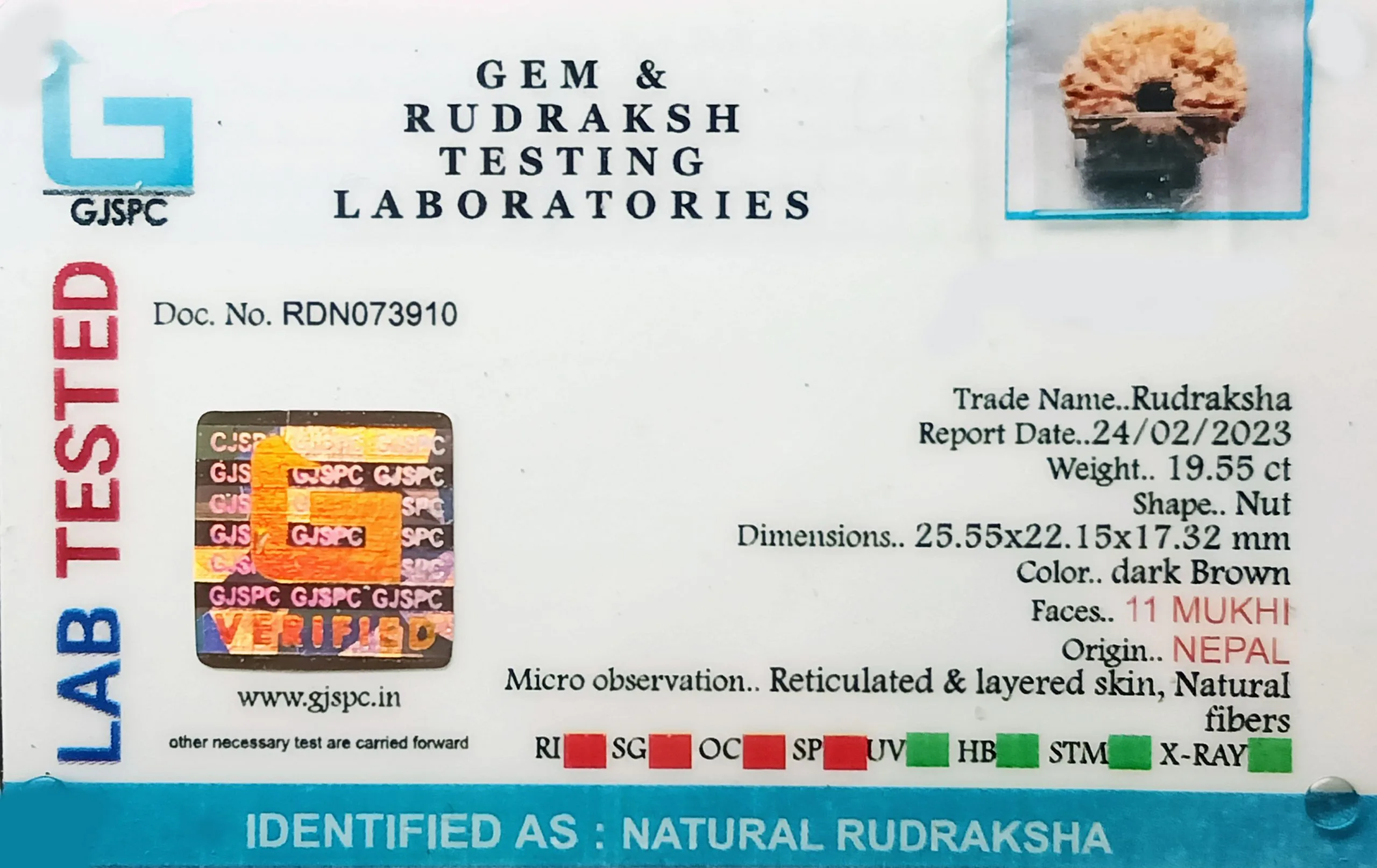 11 Mukhi Rudraksha (3.910g) view 2