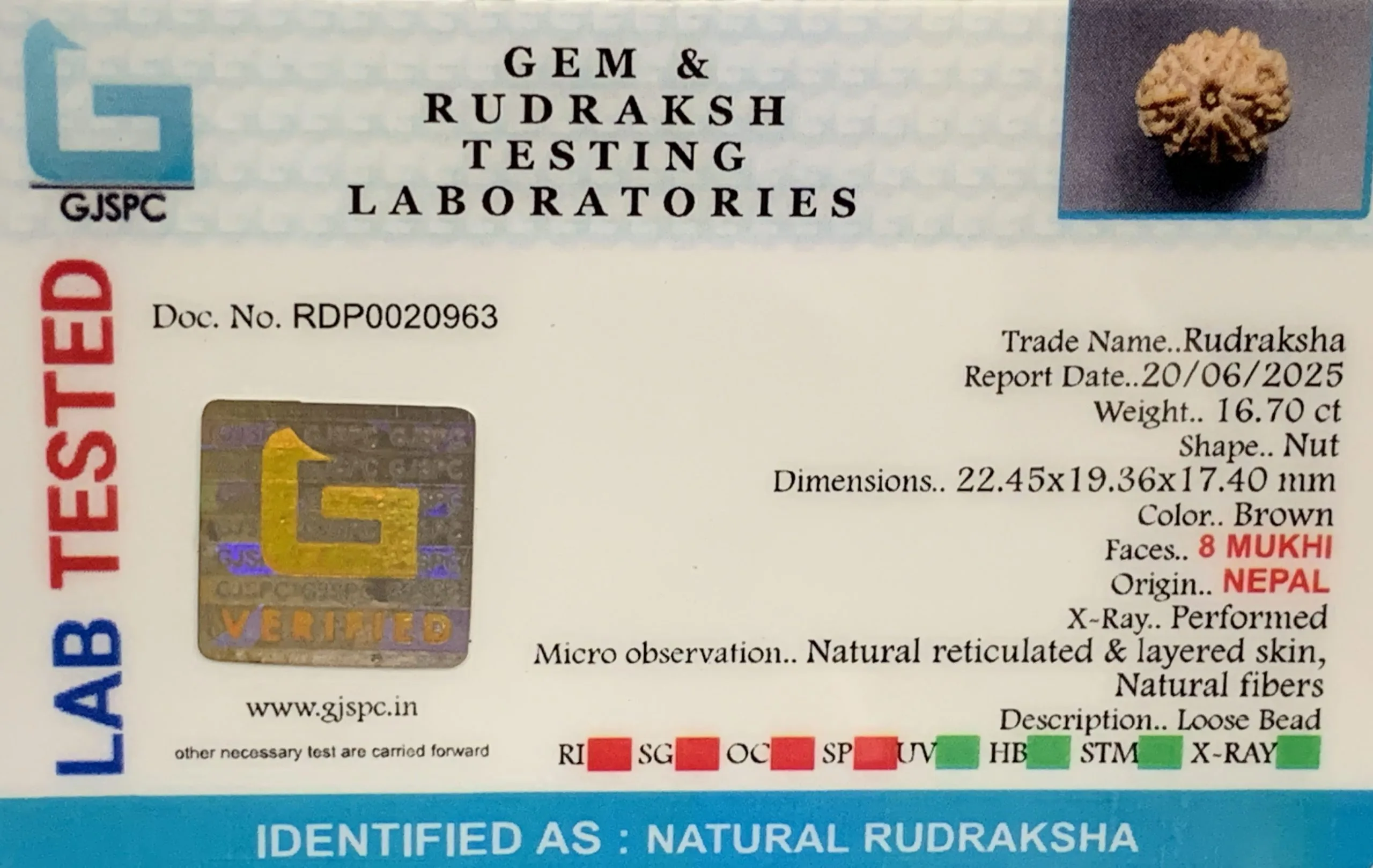 8 Mukhi Rudraksha (3.340mg) view 2