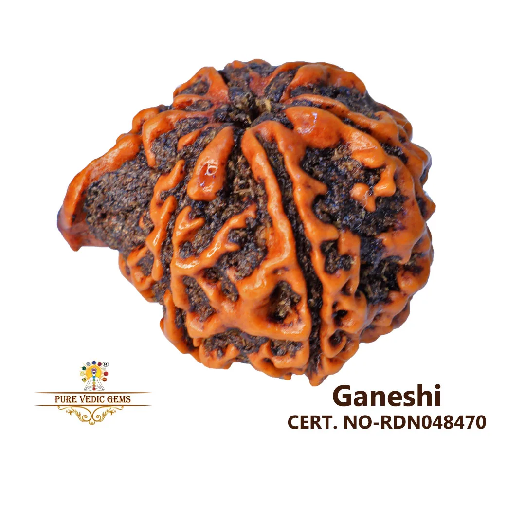 Ganesh Rudraksha (3.096g)