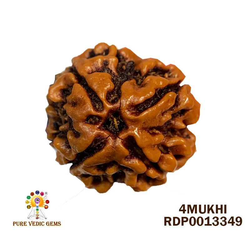 4 Mukhi Rudraksha (2.474g)