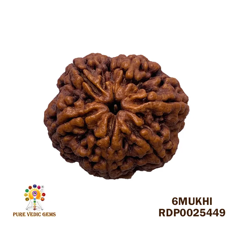 6 Mukhi Rudraksha (8.136g)