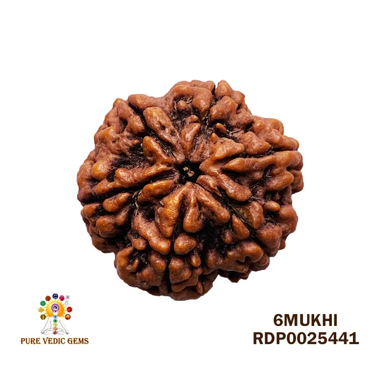 6 Mukhi Rudraksha (6.398g)