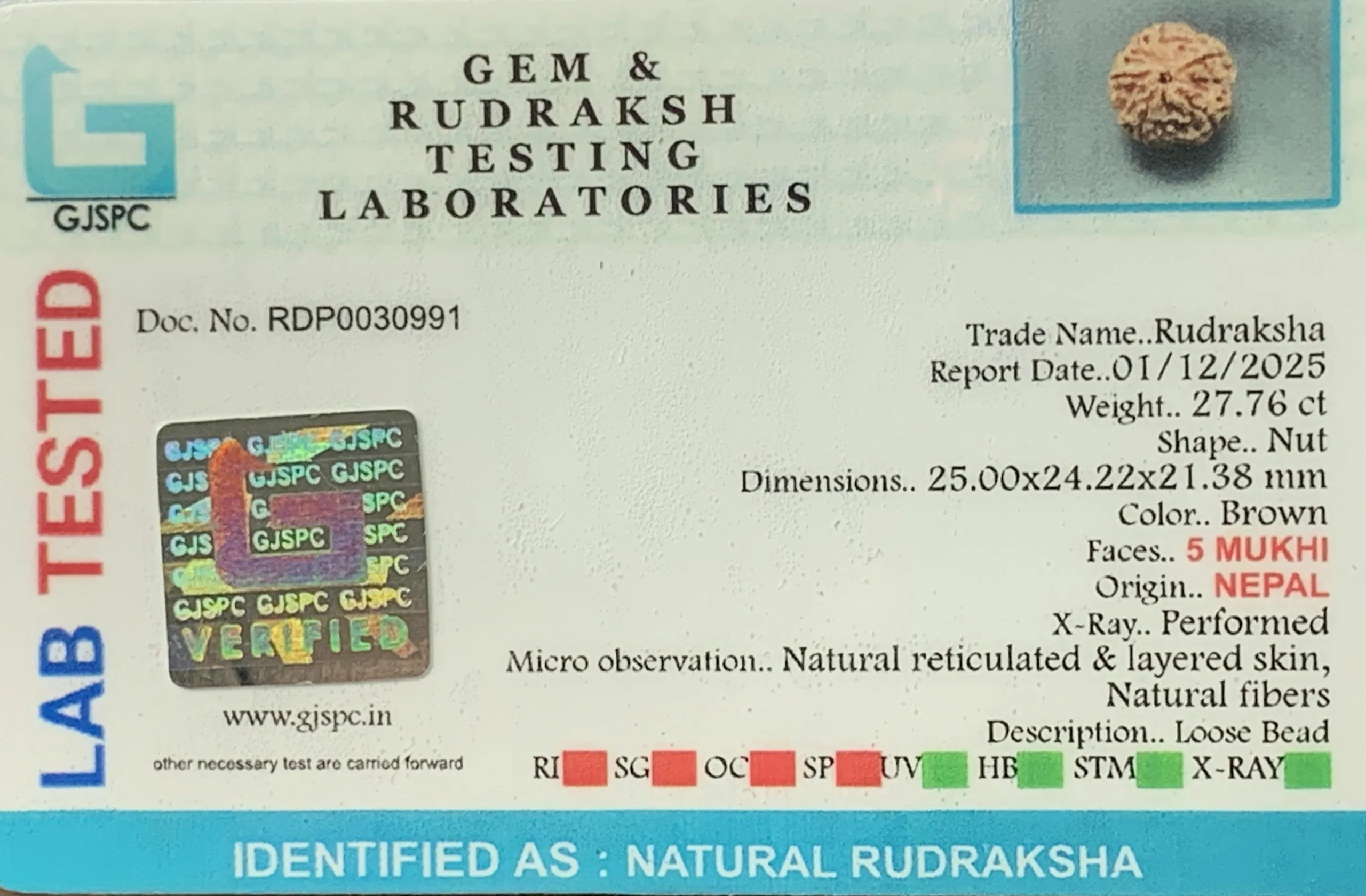5 Mukhi Rudraksha (5.552g) view 2