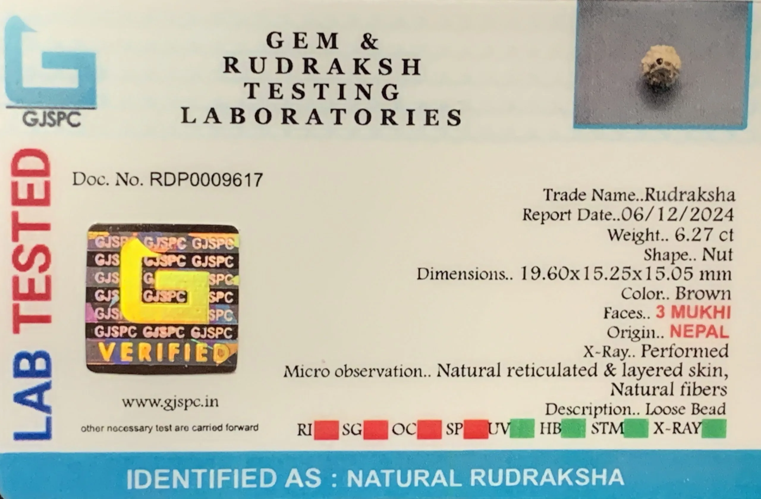 3 MUKHI Rudraksha (1.254g) view 2