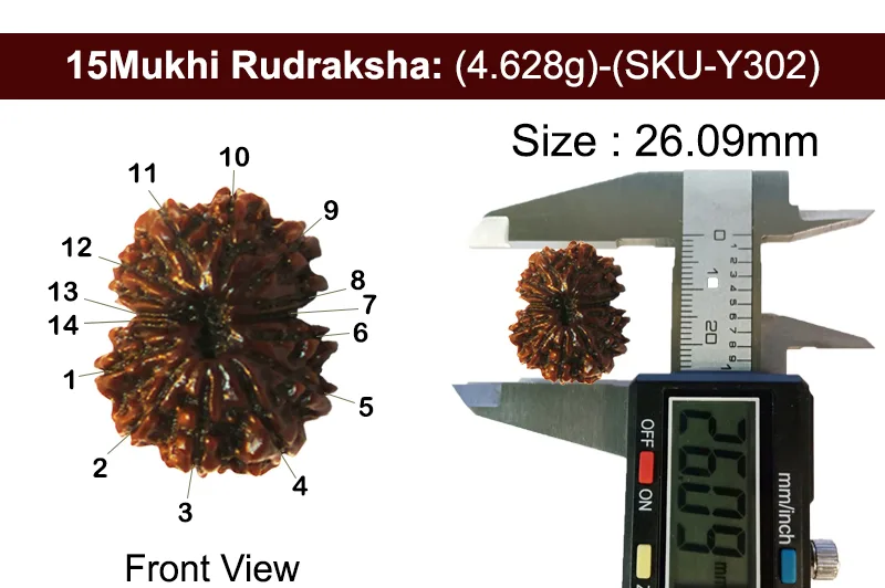 15 Mukhi Rudraksha (4.628g) view 3