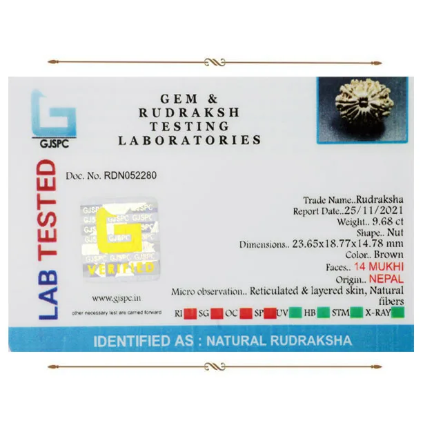 14 Mukhi Rudraksha (1.936mg) view 2