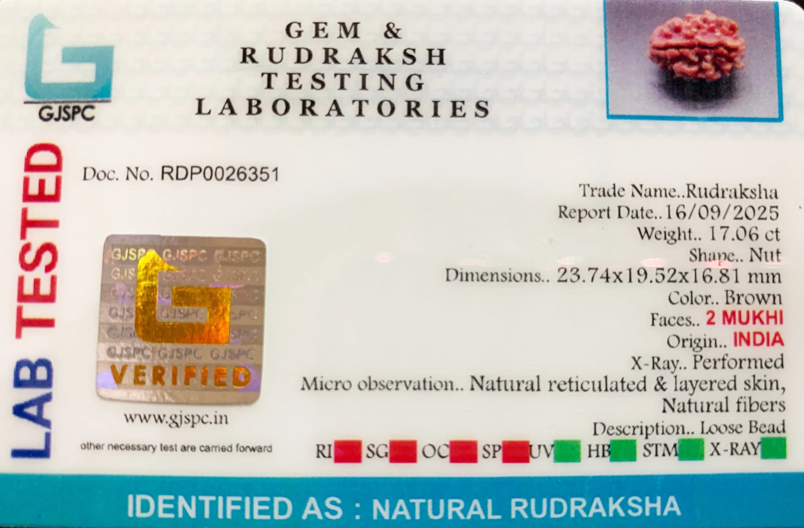 2 Mukhi Rudraksha (3.412g) view 2