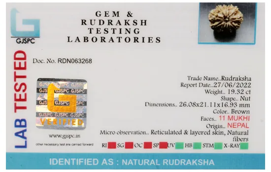 11 Mukhi Rudraksha (3.264g) view 2