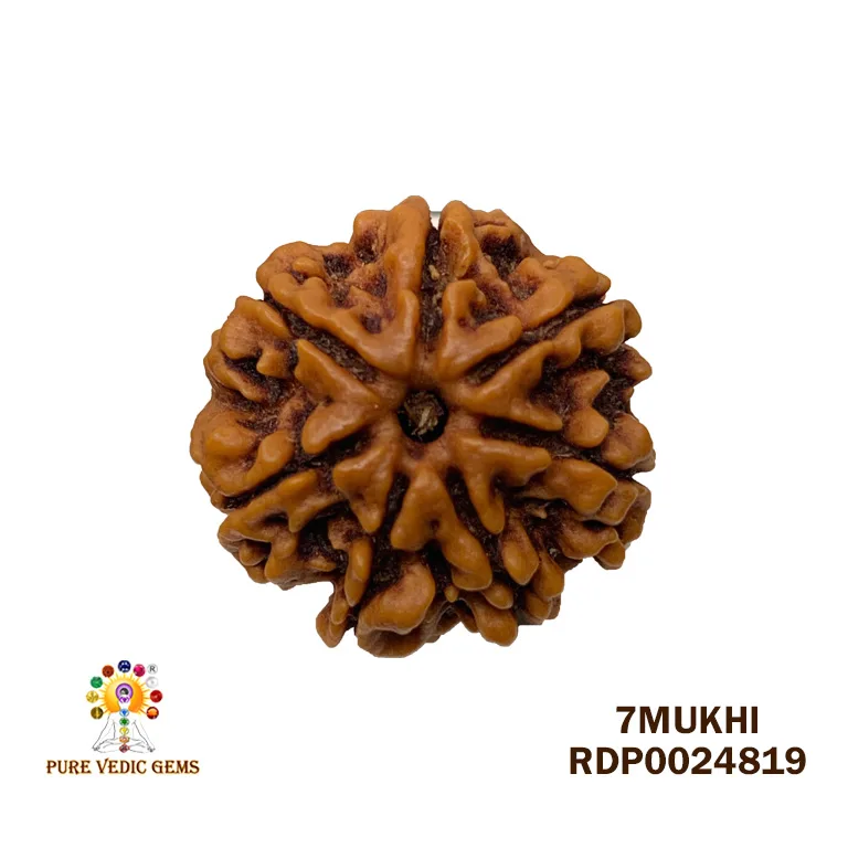 7 Mukhi Rudraksha (3.772g)