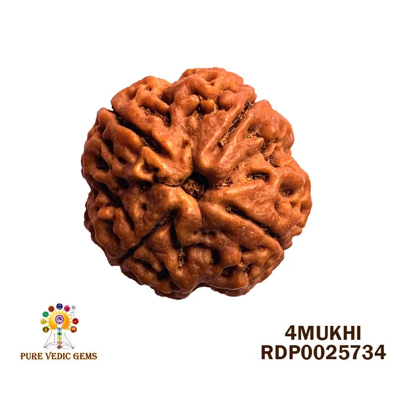 4 Mukhi Rudraksha (7.420g)