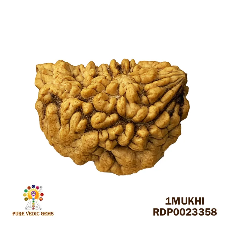 1 Mukhi Rudraksha (4.286g)