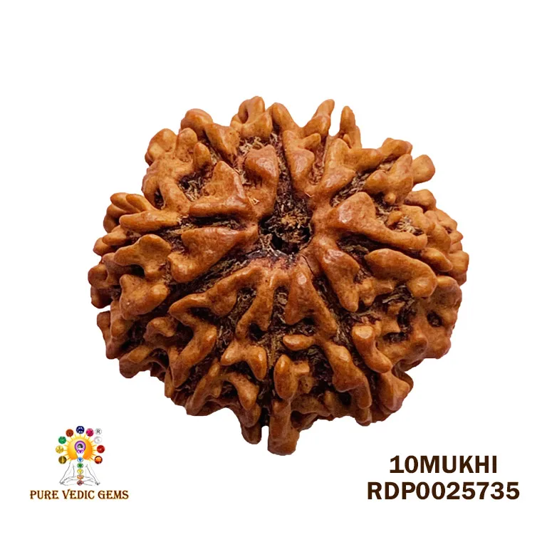 10 Mukhi Rudraksha (3.240g)