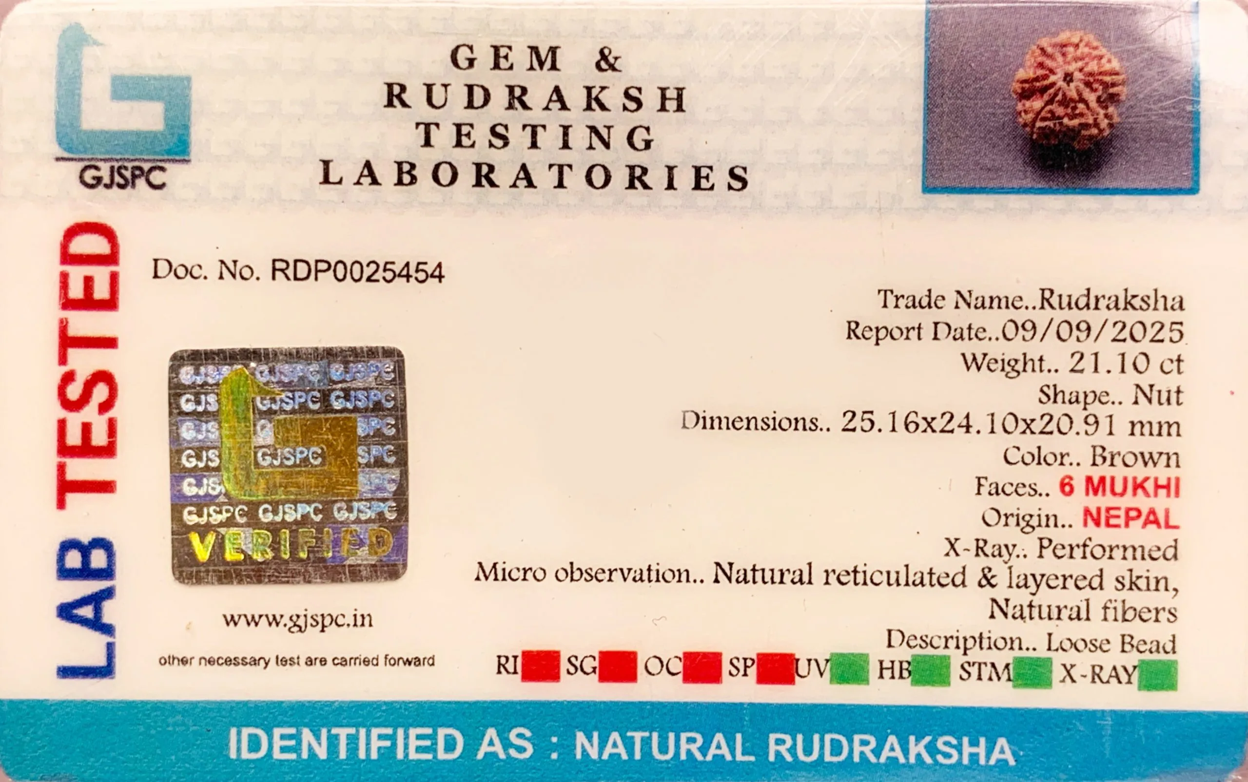 6 Mukhi Rudraksha (4.220g) view 2