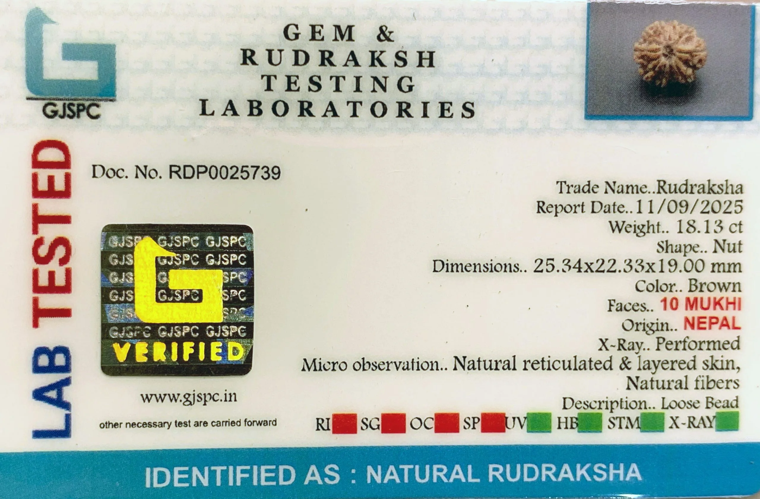 10 Mukhi Rudraksha (3.626g) view 2