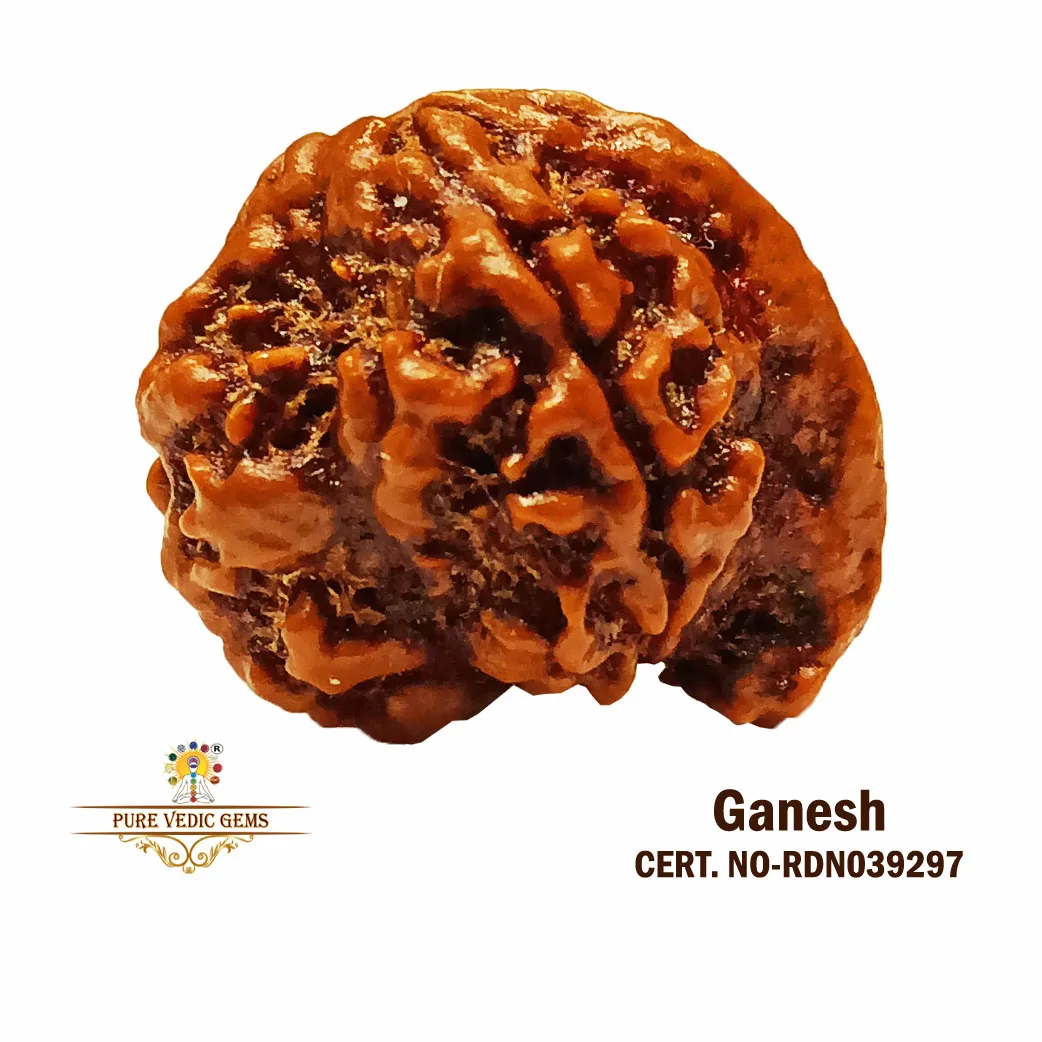 Ganesh Rudraksha (3.120g)