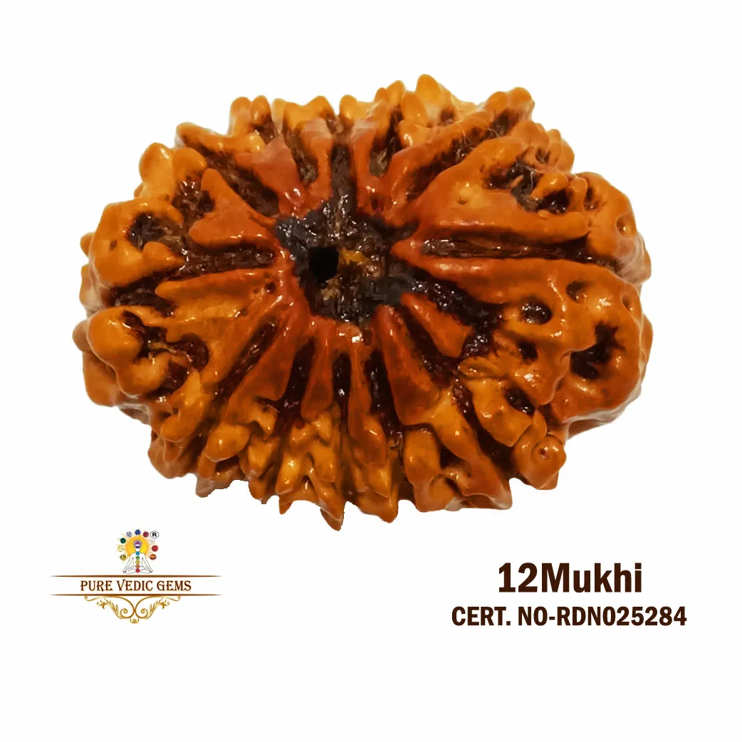 12 Mukhi Rudraksha (3.498g)