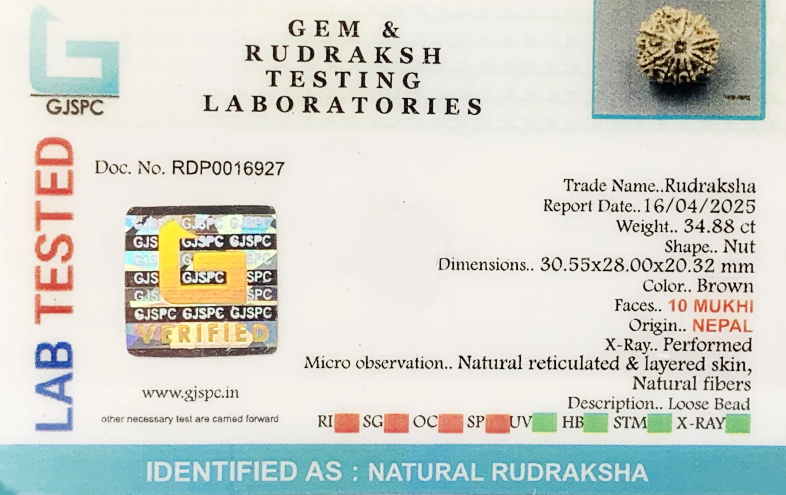 10 Mukhi Rudraksha (6.976g) view 2