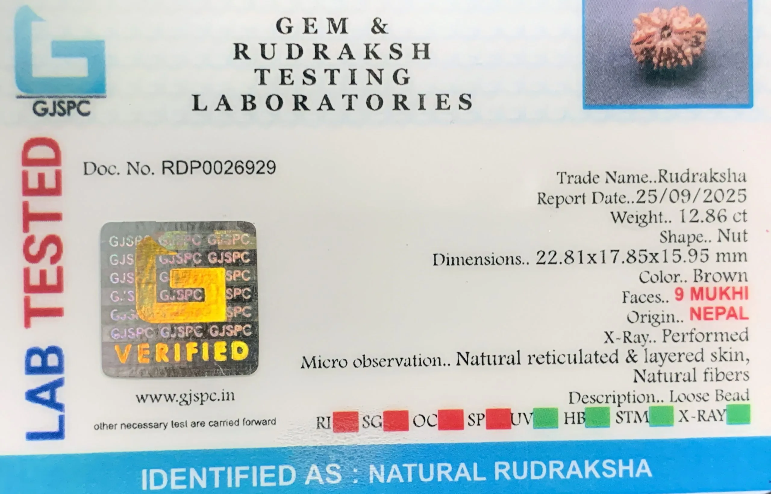 9 Mukhi Rudraksha (2.572g) view 2