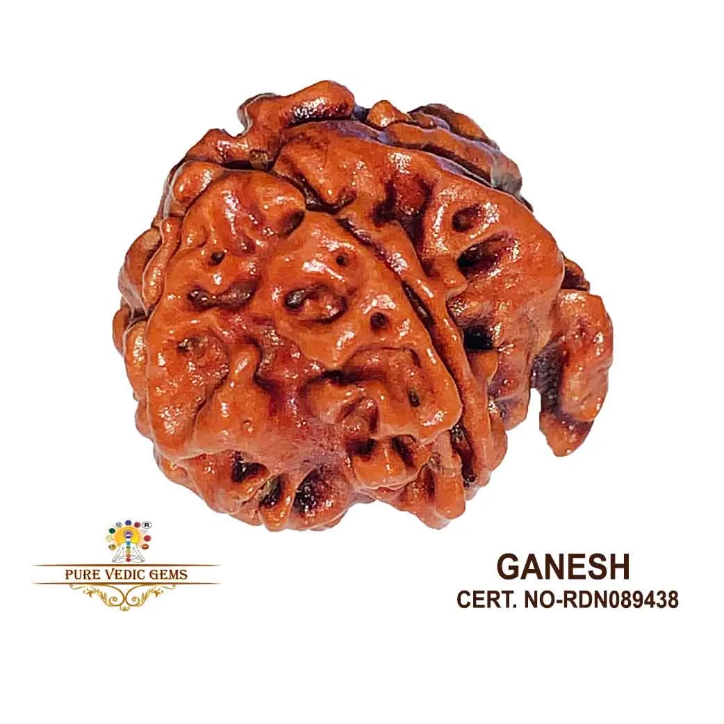 Ganesh Rudraksha (2.824g)