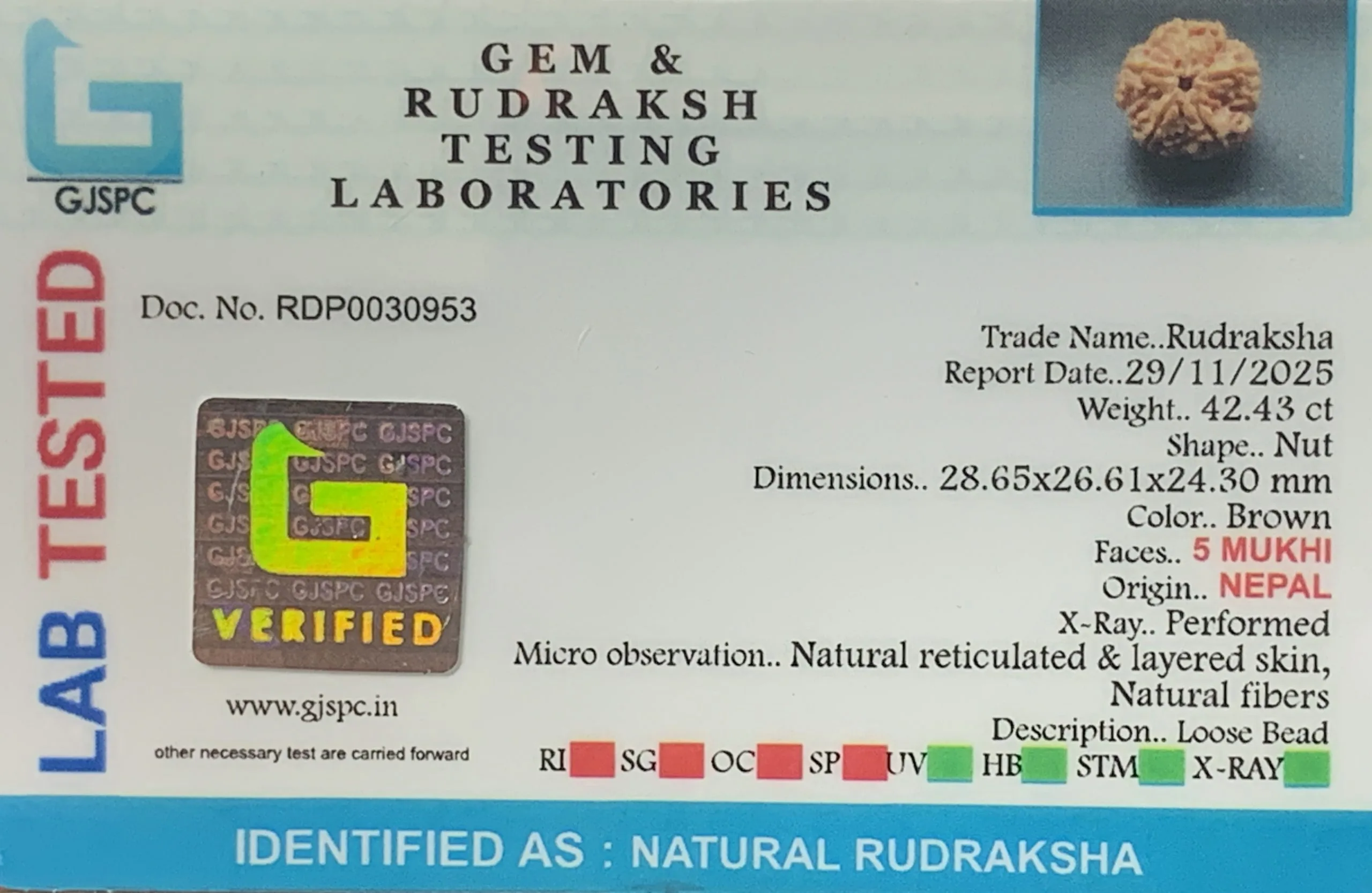 5 Mukhi Rudraksha (8.486g) view 2