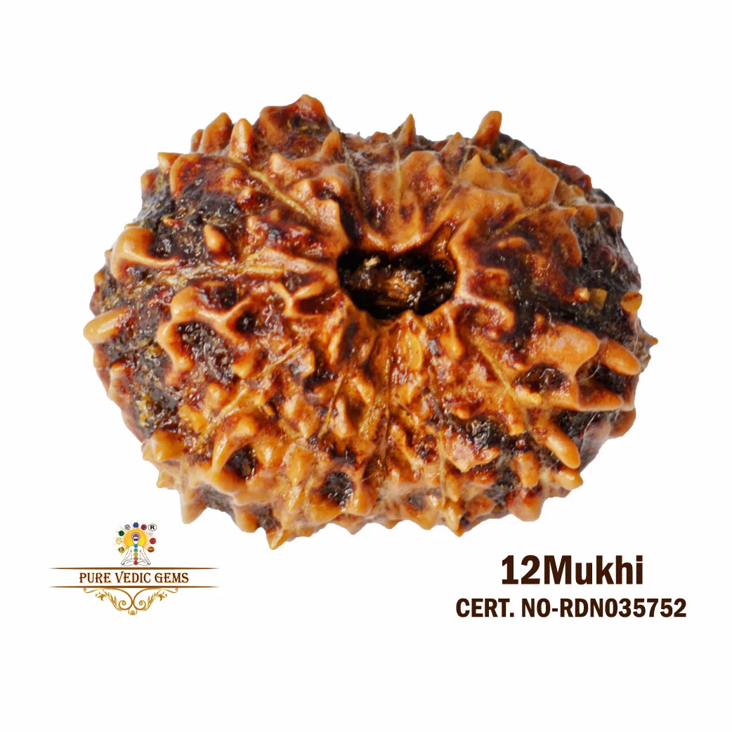 12 Mukhi Rudraksha (1.212g)