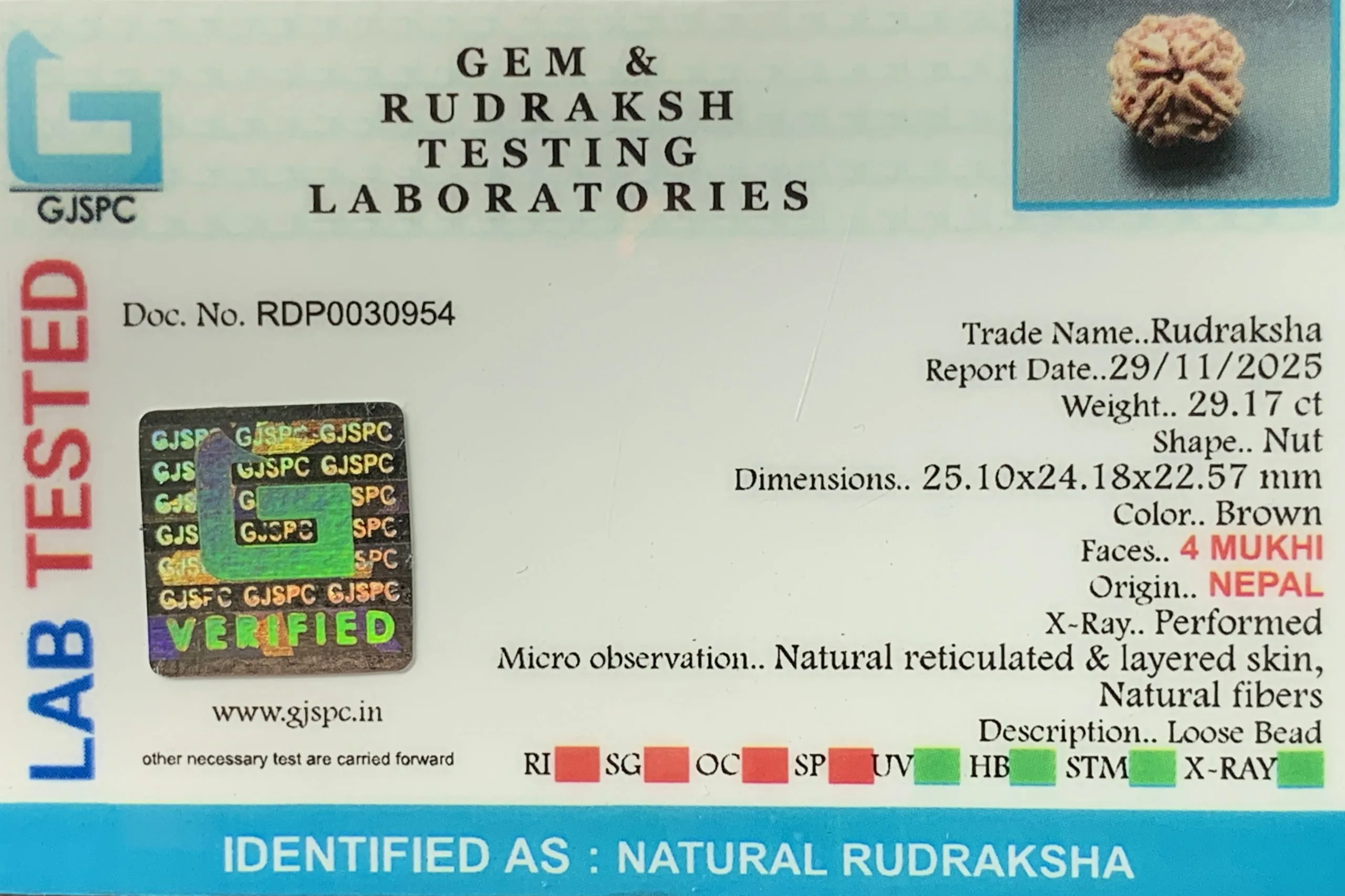 4 Mukhi Rudraksha (5.834g) view 2
