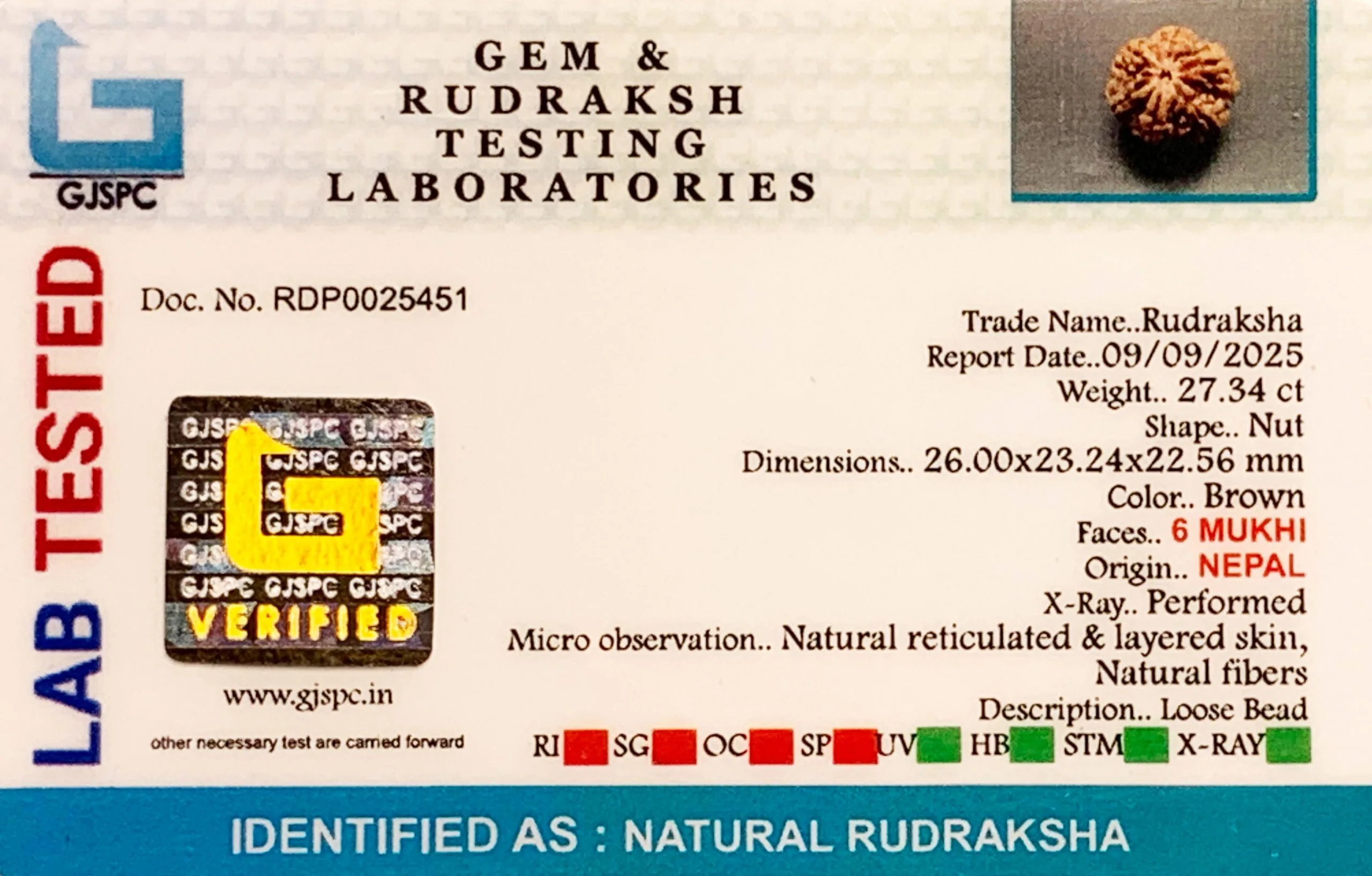 6 Mukhi Rudraksha (5.468g) view 2
