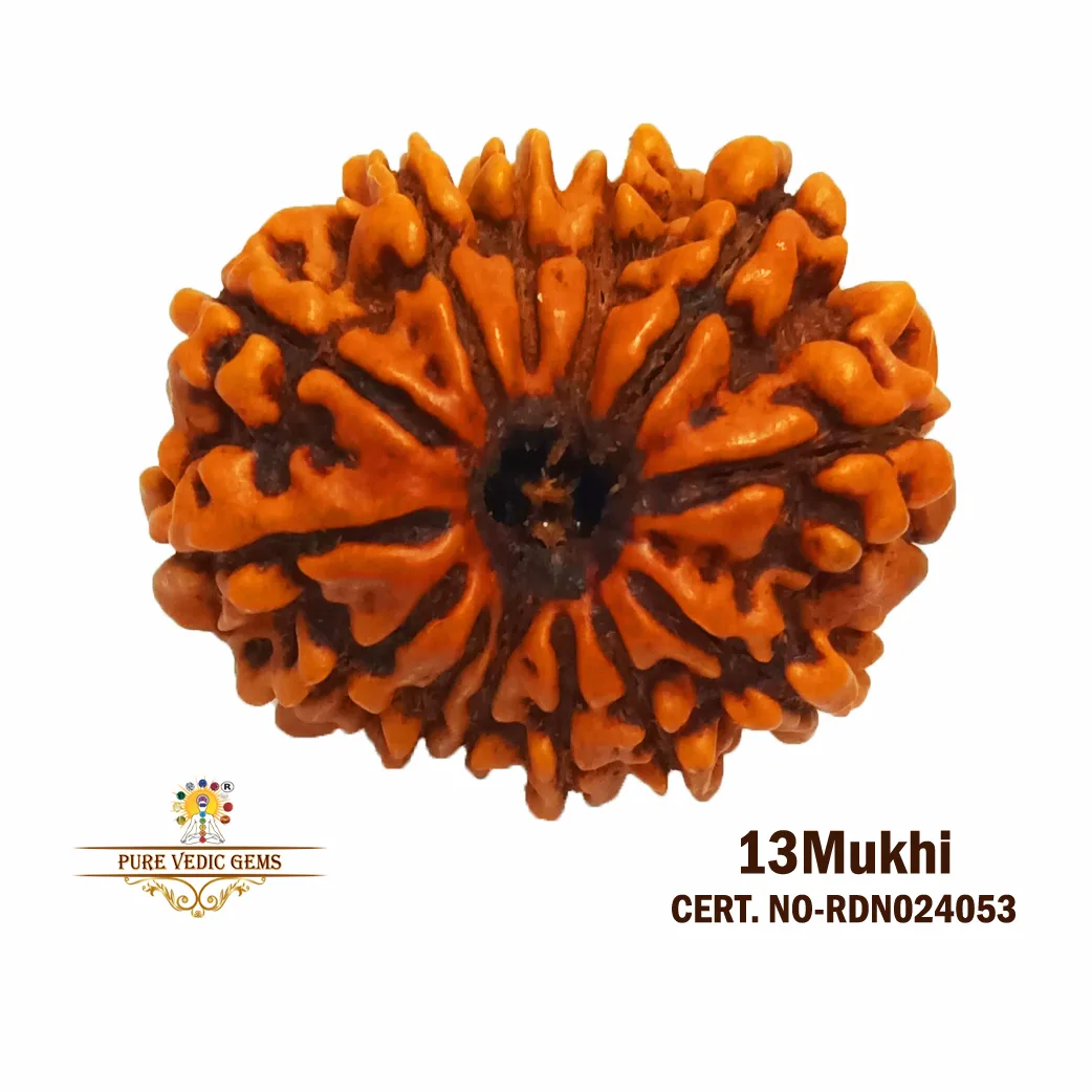 13 Mukhi Rudraksha (3.184g)