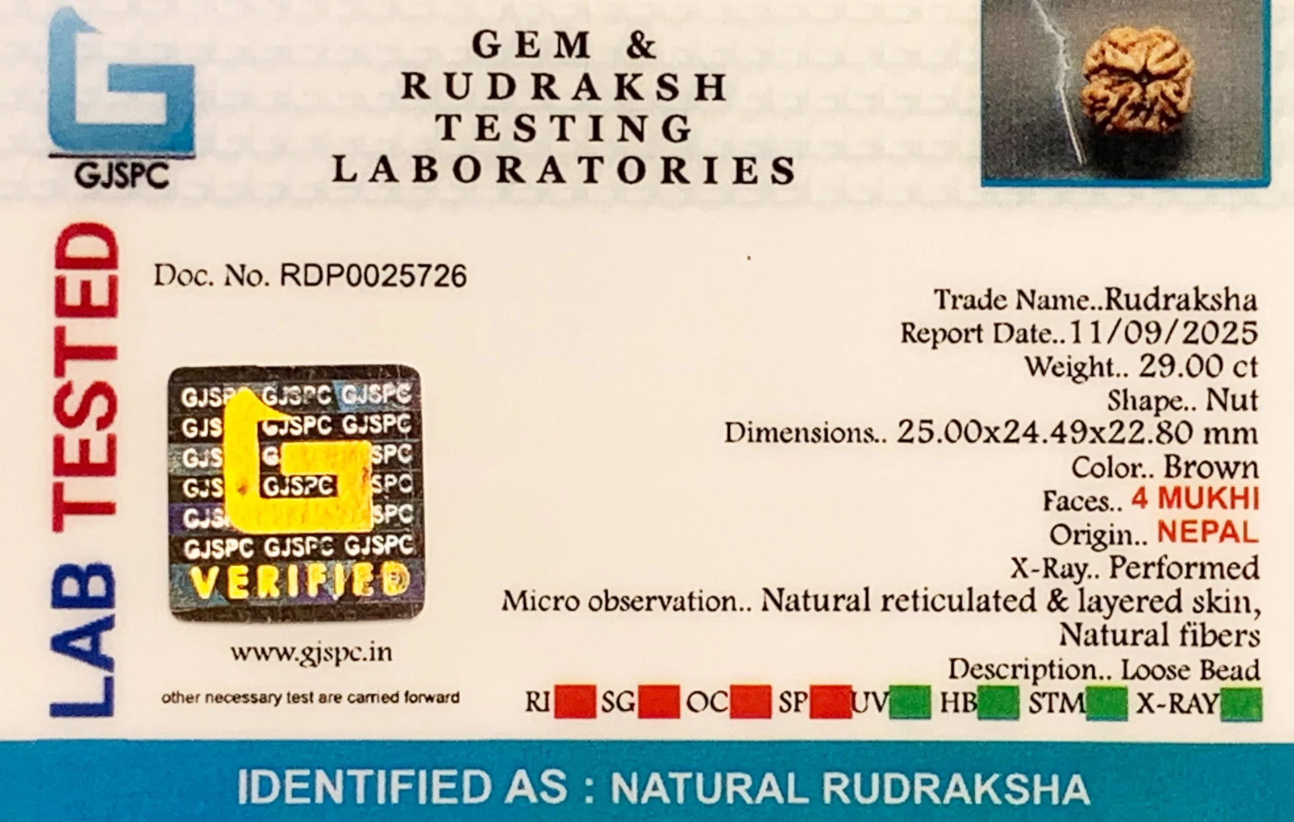 4 Mukhi Rudraksha (5.800g) view 2