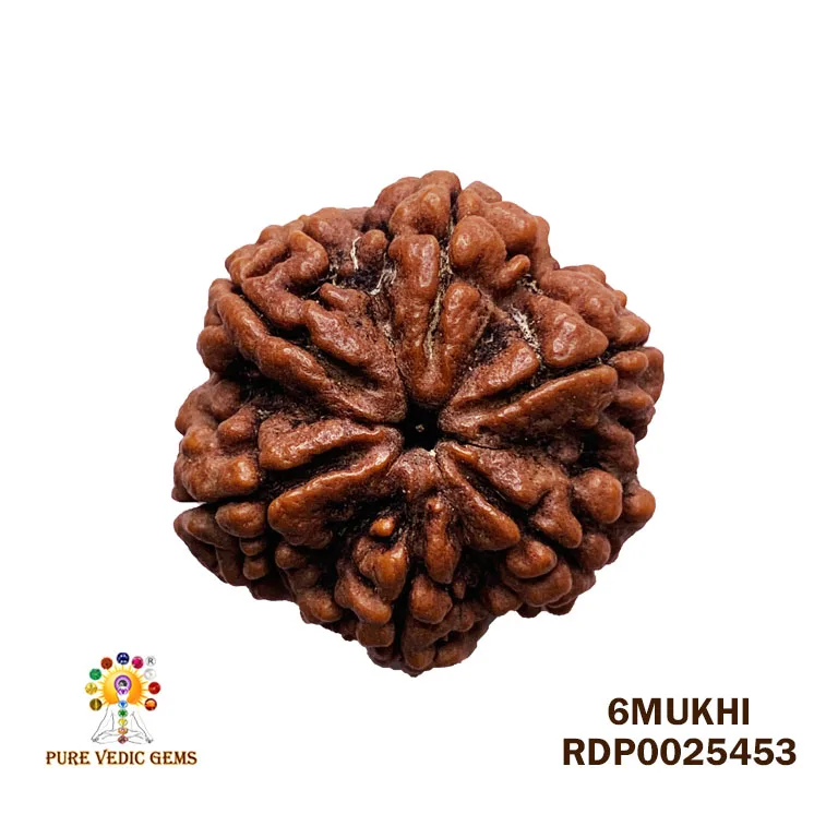 6 Mukhi Rudraksha (5.456g)