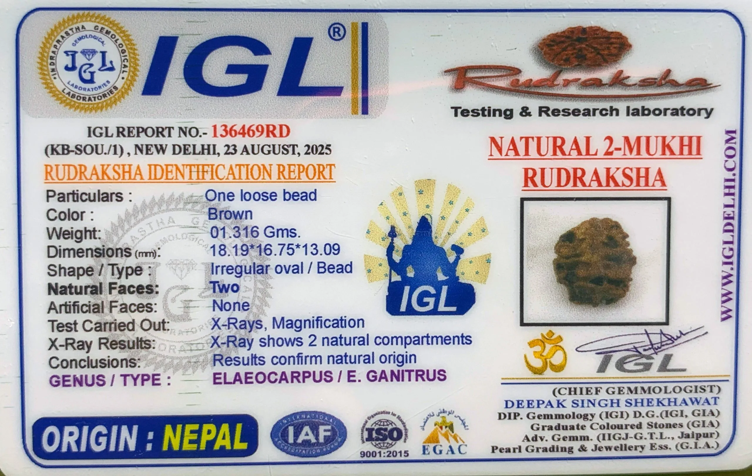 2 Mukhi Rudraksha (1.316g) view 2