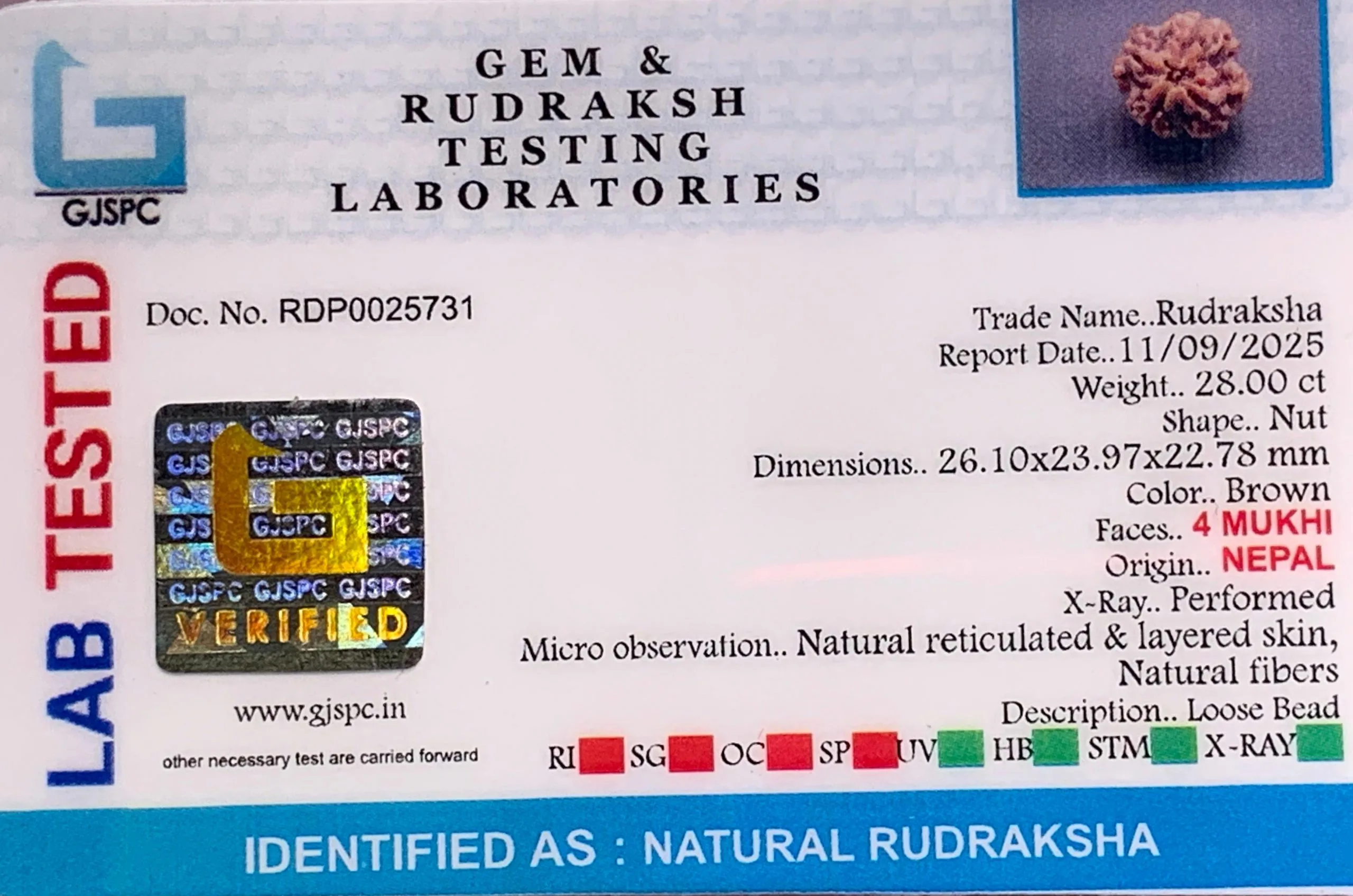 4 Mukhi Rudraksha (5.600g) view 2