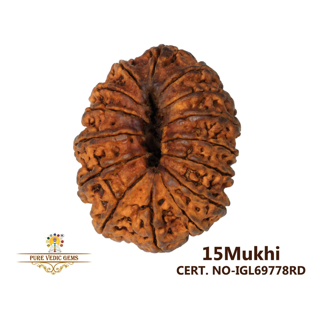 15 Mukhi Rudraksha (4518 mg)-On Demand view 2