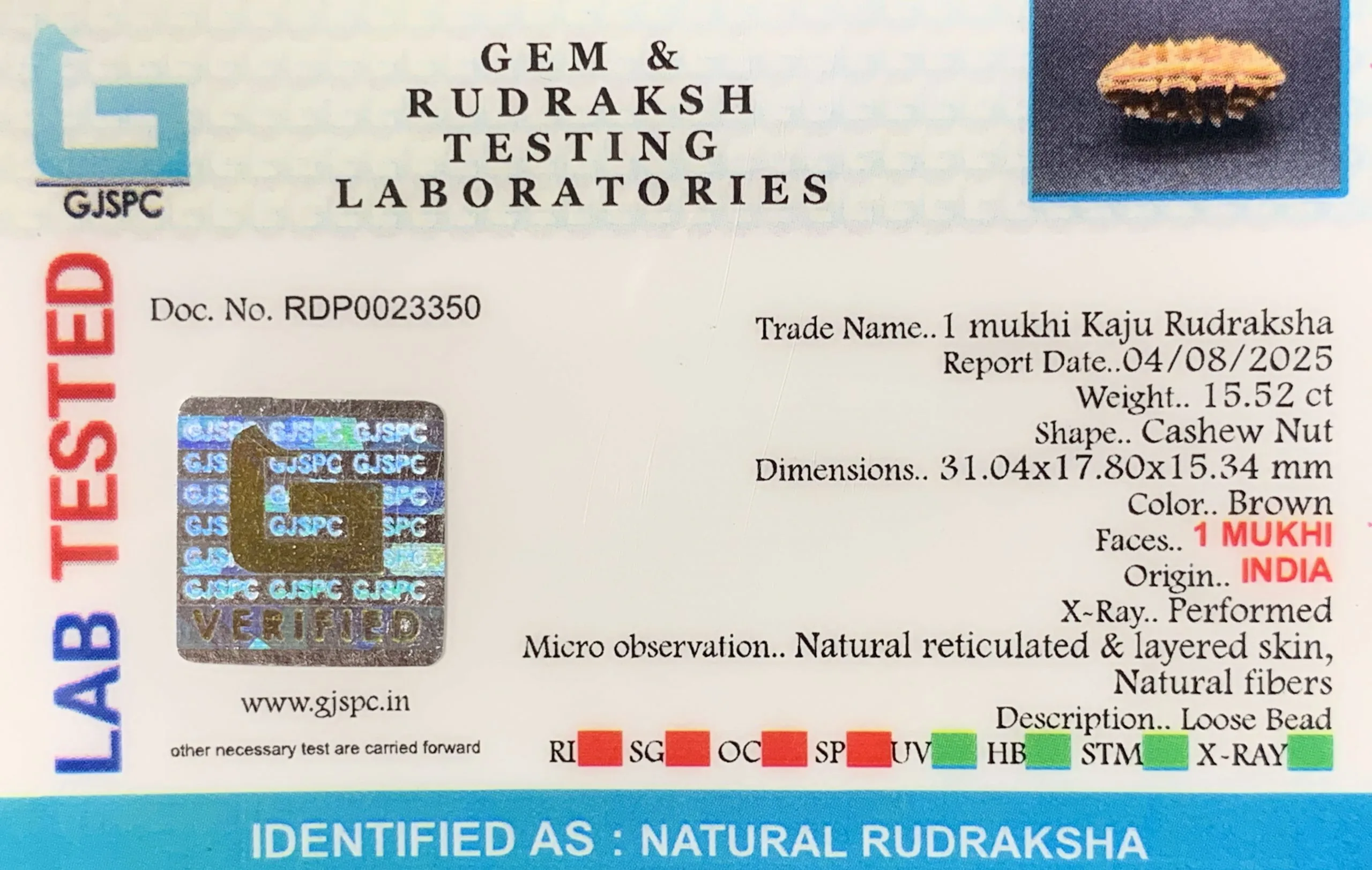 1 Mukhi Rudraksha (3.104g) view 2