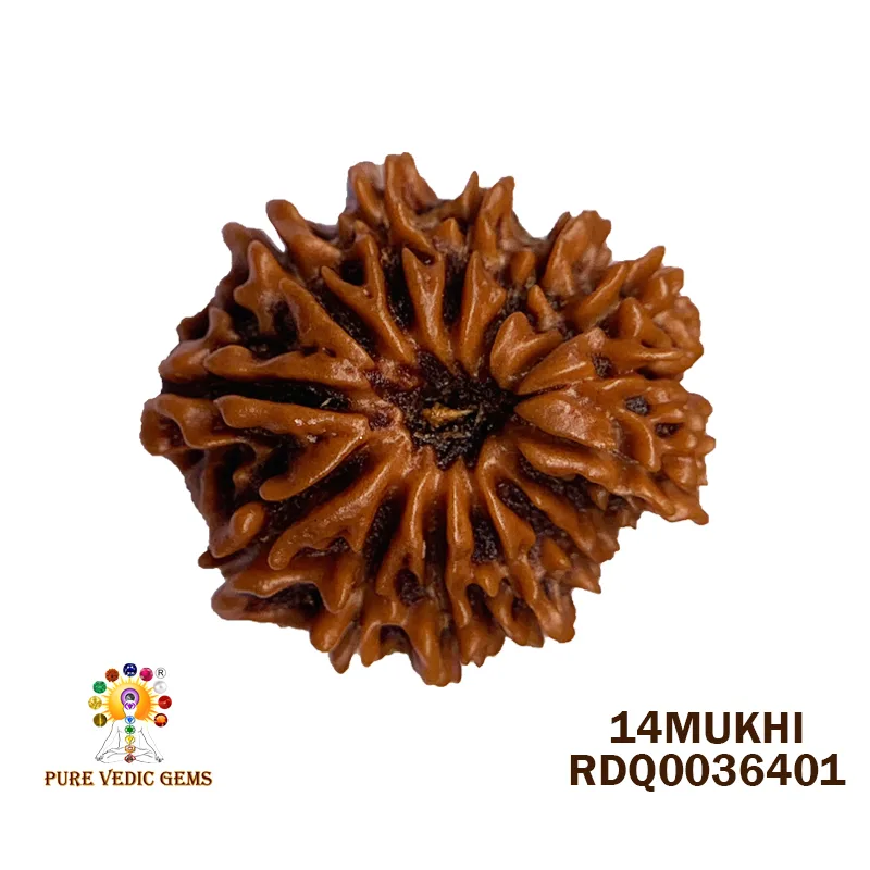 14Mukhi Rudraksha (2.722mg)