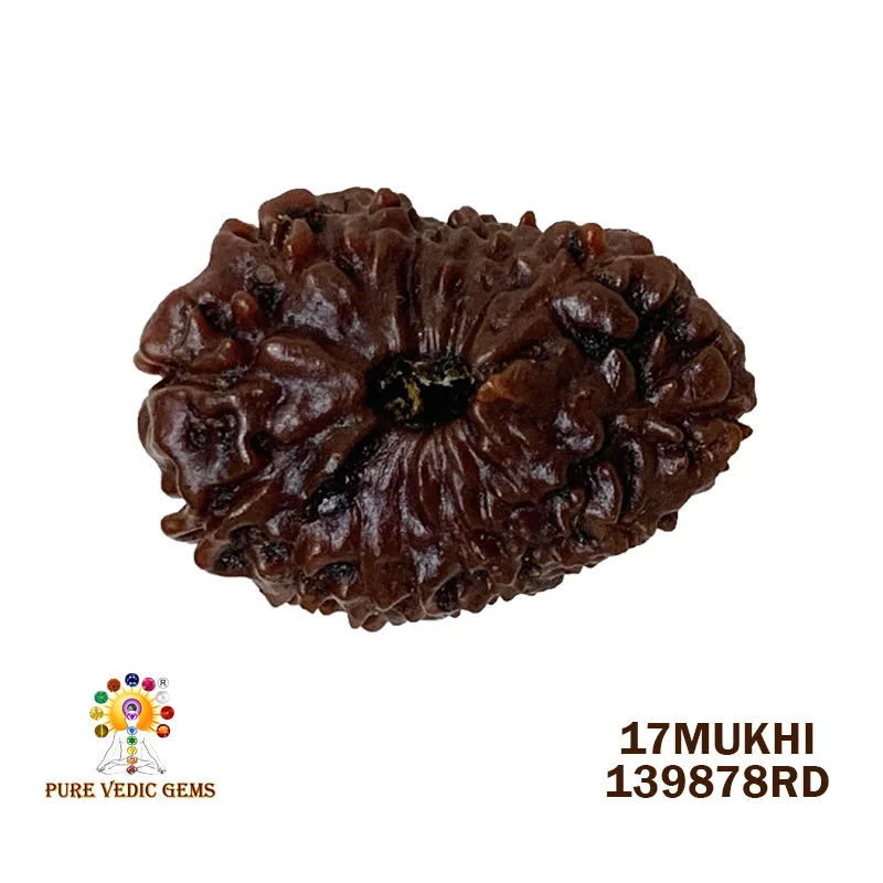 17 Mukhi Rudraksha (1.888mg) On Demand