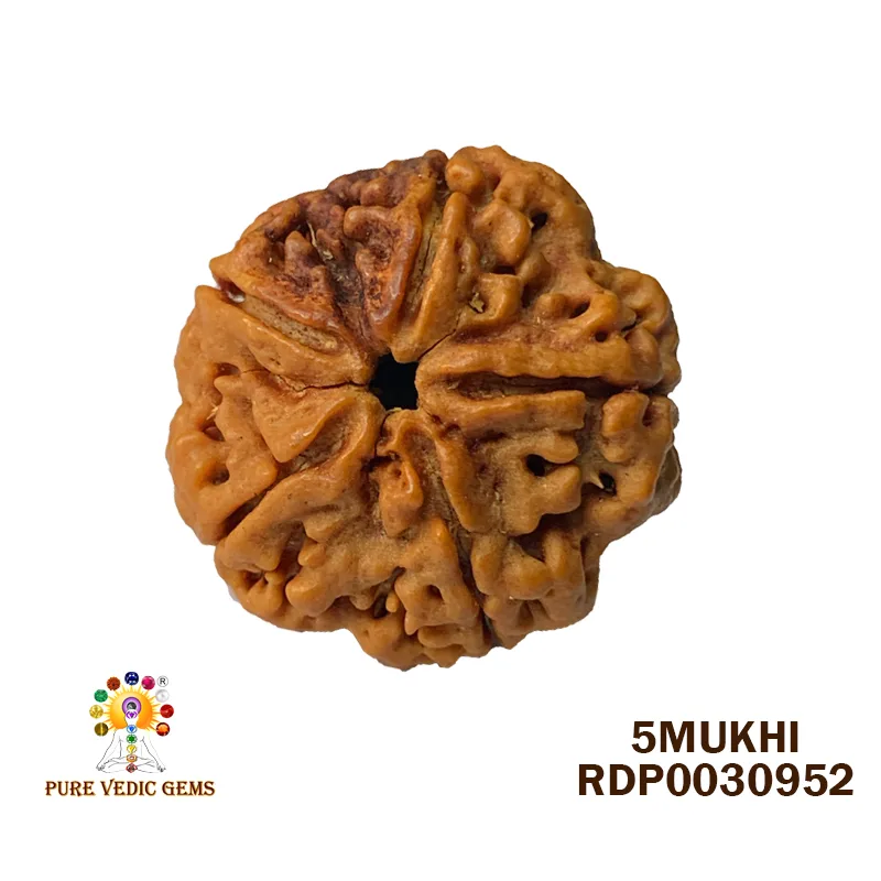 5 Mukhi Rudraksha (5.330g)