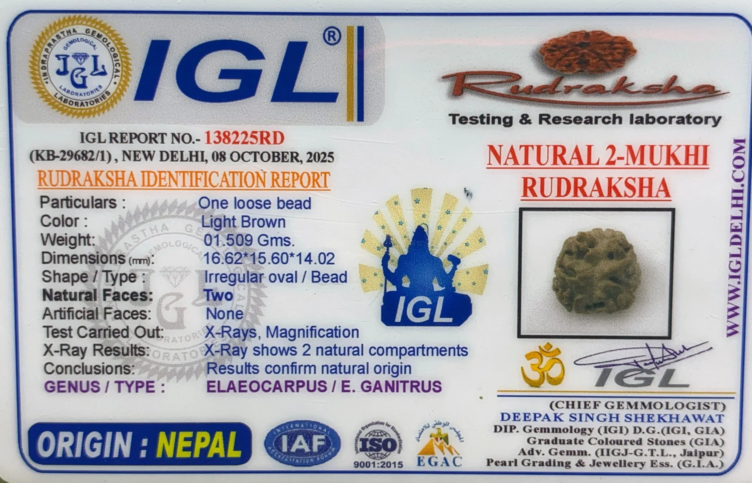 2 Mukhi Rudraksha (1.509g) view 2