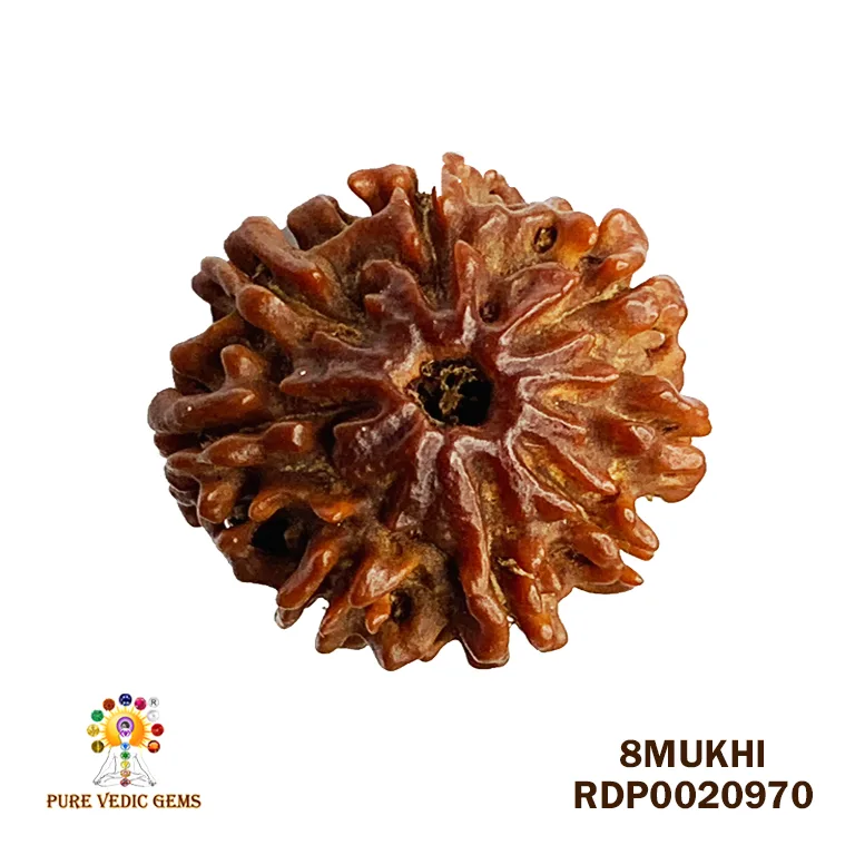 8 Mukhi Rudraksha (2.700mg)
