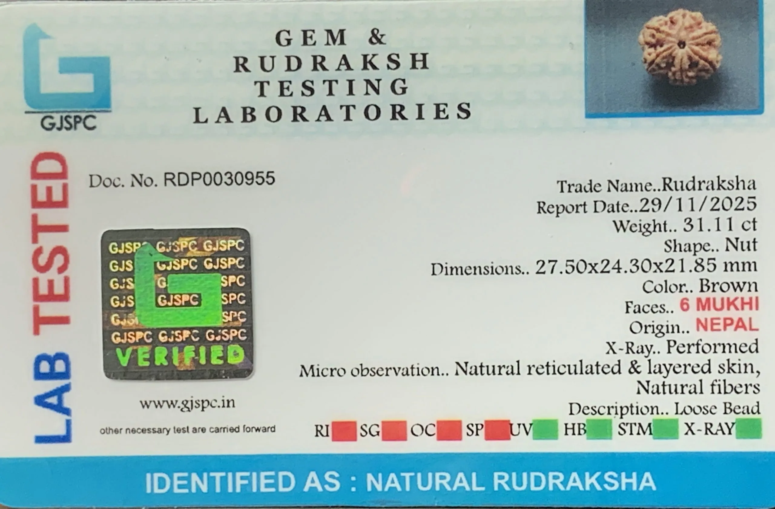 5 Mukhi Rudraksha (6.222g) view 2