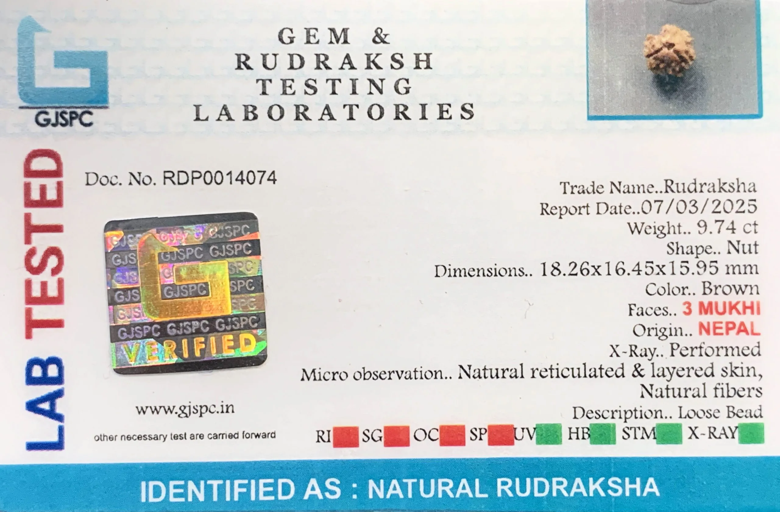 3 MUKHI Rudraksha (1.948g) view 2